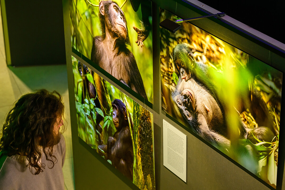 Person betrachtet Fotos von Bonobos 