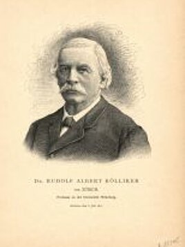 Albert von Koelliker