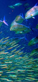 Sustainable Aquatic Food Supply - A European Workshop Generating Interdisciplinary Research Projects Sustainable Aquatic Food Supply - A European Workshop Generating Interdisciplinary Research Projects
