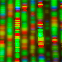 Der epigenetische Zusatz: Ist der Mensch mehr als die Summe seiner Gene? 